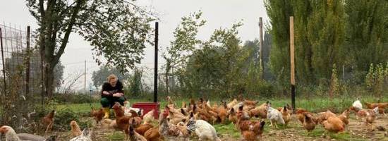 Vicolocorto - Activities with the poultry at Campo Base